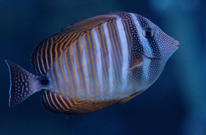 Desjardini Sailfin Tang