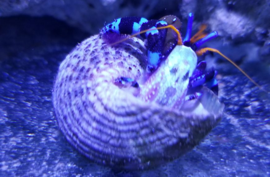 Electric Blue Hermit Crab