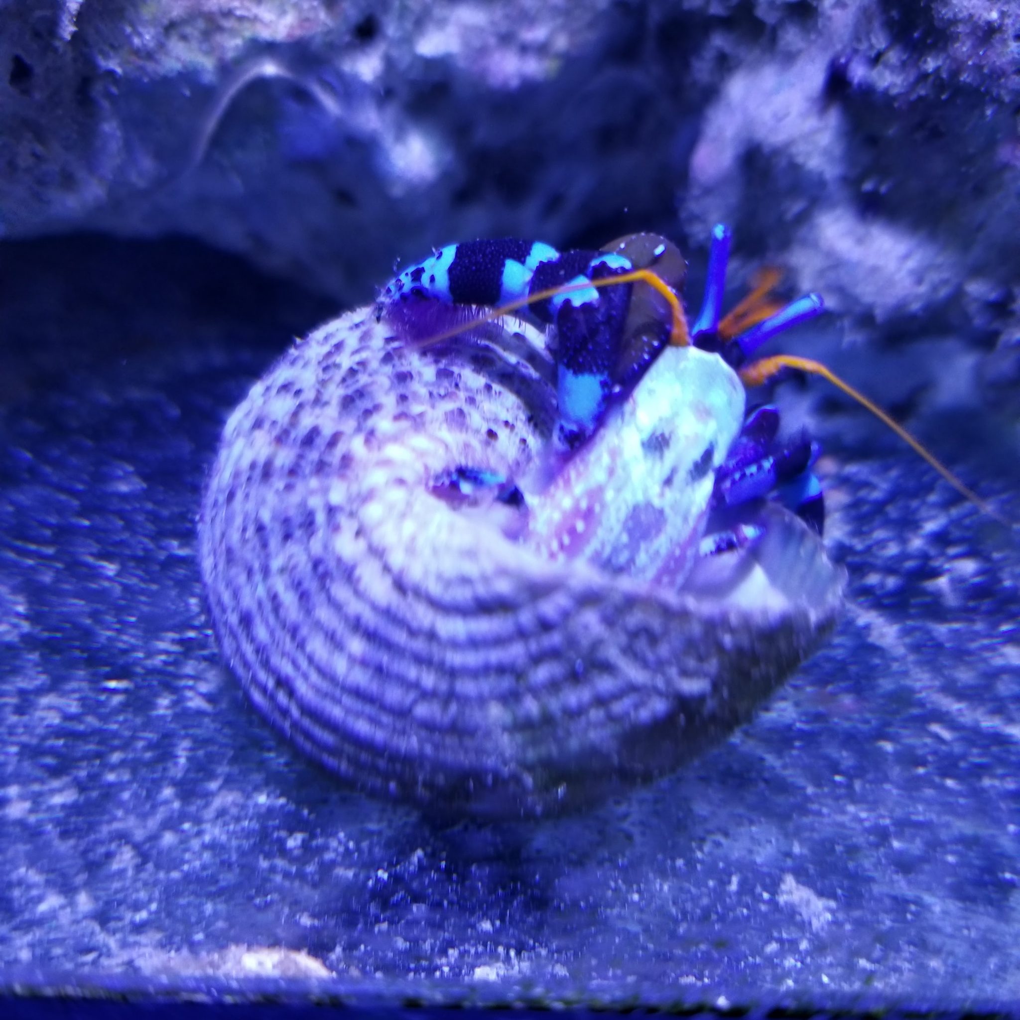 Electric Blue Hermit Crab