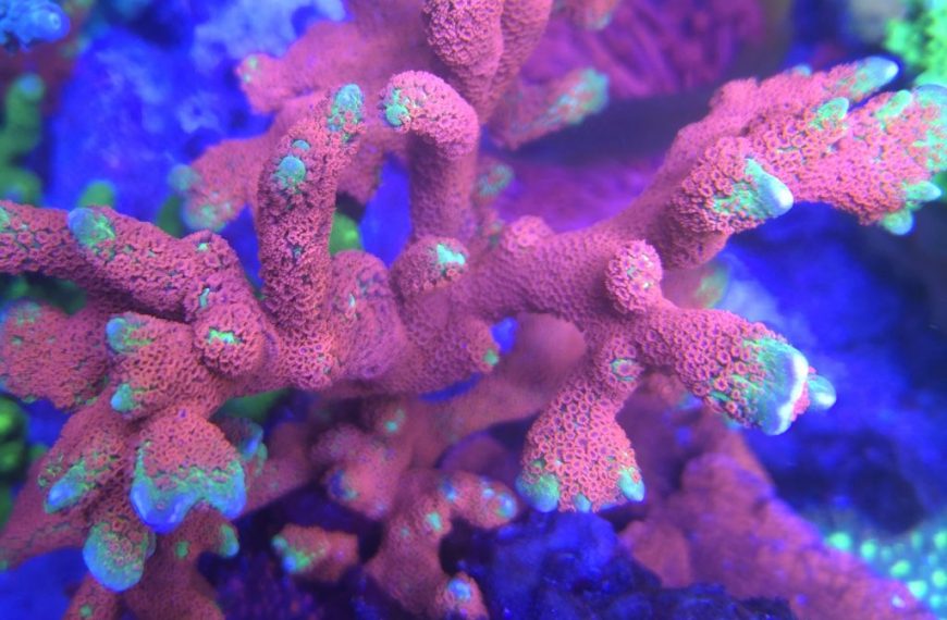 Forest Fire Montipora Samarensis
