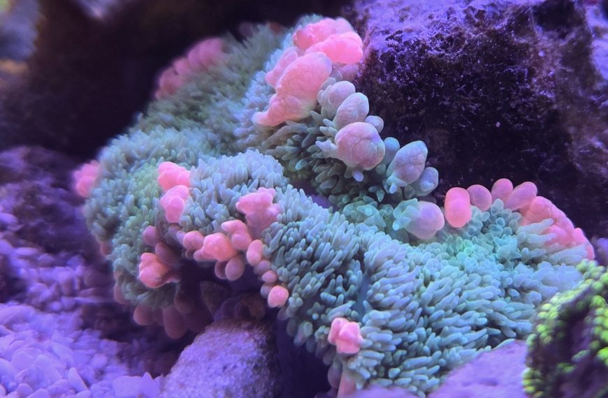 Frankenstein Bounce Mushroom