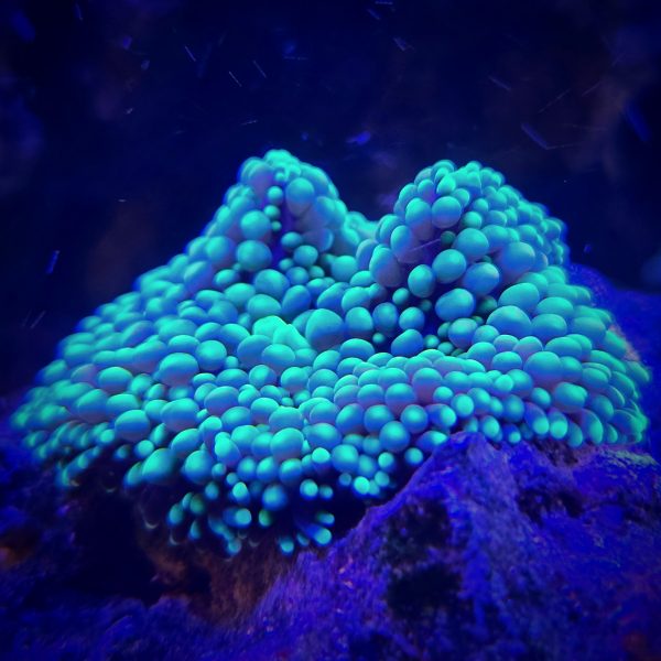 Green Florida Ricordia