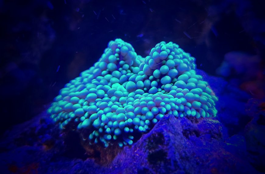 Green Florida Ricordia