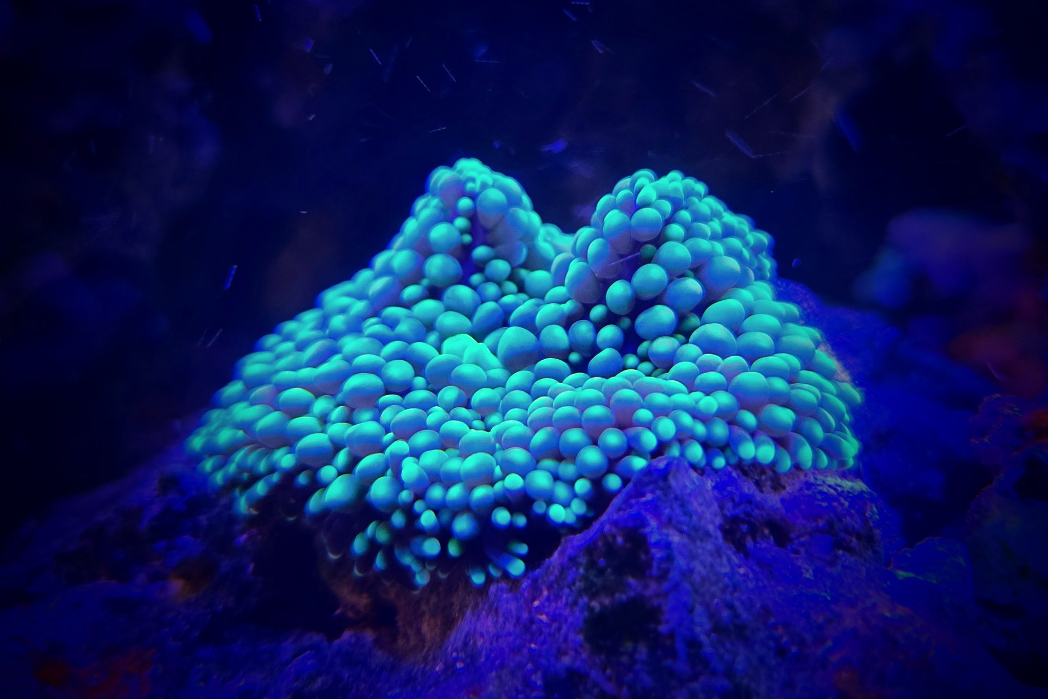 Coral Growth Tips for Small Reef Tanks