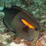 Orange Shoulder Acanthurus Olivaceus