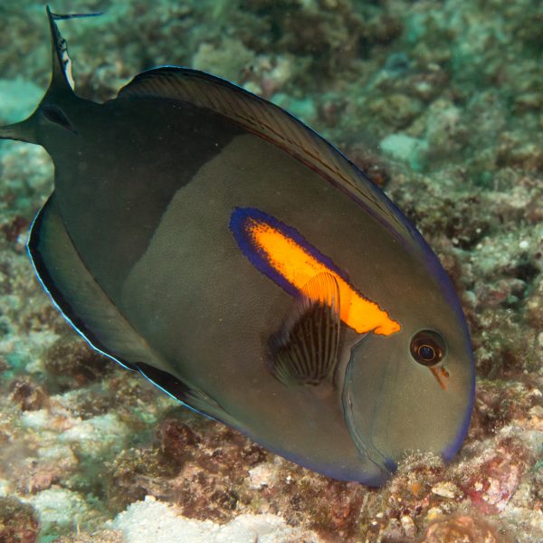 Orange Shoulder – Acanthurus Olivaceus