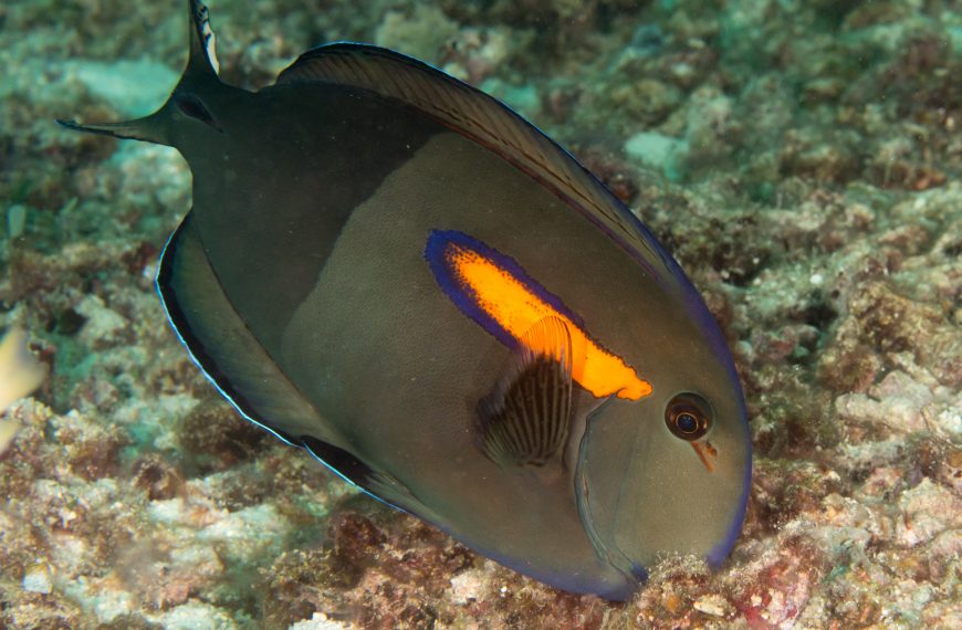 Orange Shoulder Acanthurus Olivaceus