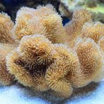 Sarcophyton Soft Coral