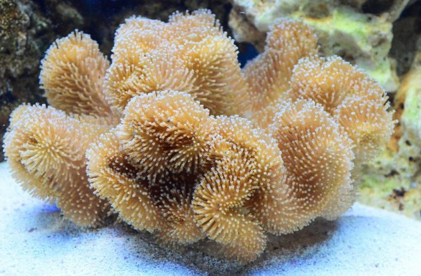 Sarcophyton Soft Coral