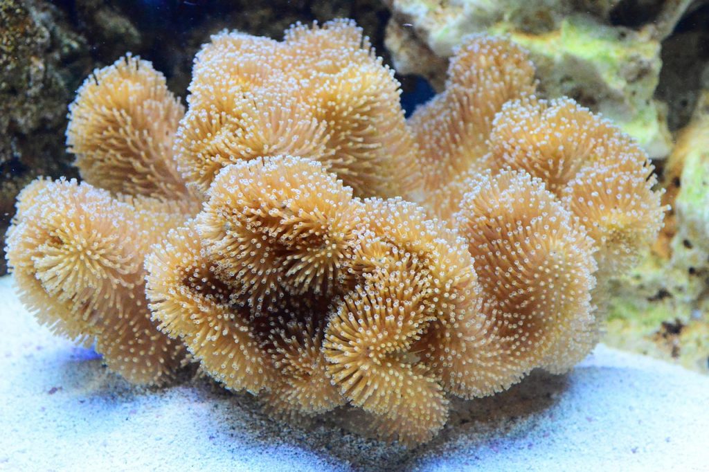 Sarcophyton Soft Coral