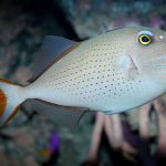 Sargassum Triggerfish Xanthichthys Ringens