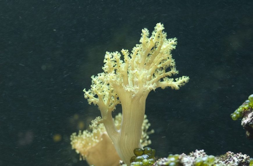 Sinularia Leathers Care