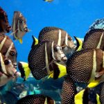 Acanthurus Guttatus