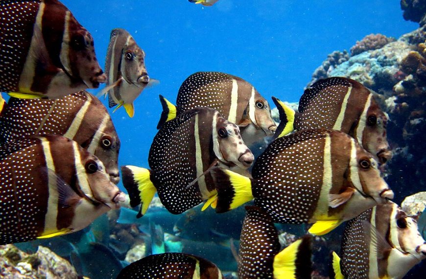 Acanthurus Guttatus