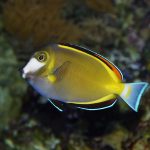 Acanthurus Japonicus