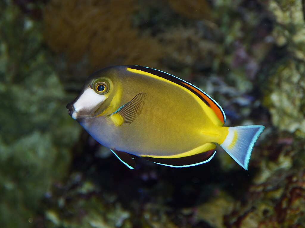 Acanthurus Japonicus