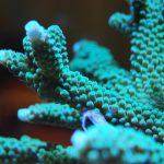 Acropora Coral