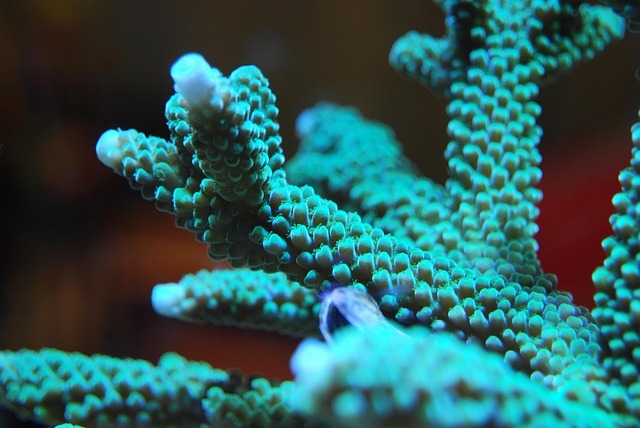 Acropora Coral