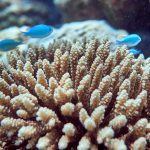 Acropora Wild