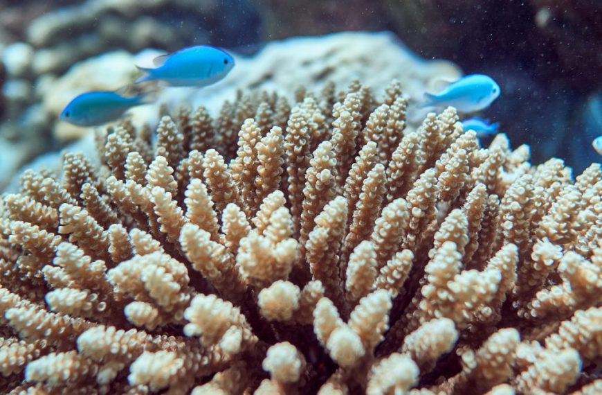 Acropora Wild