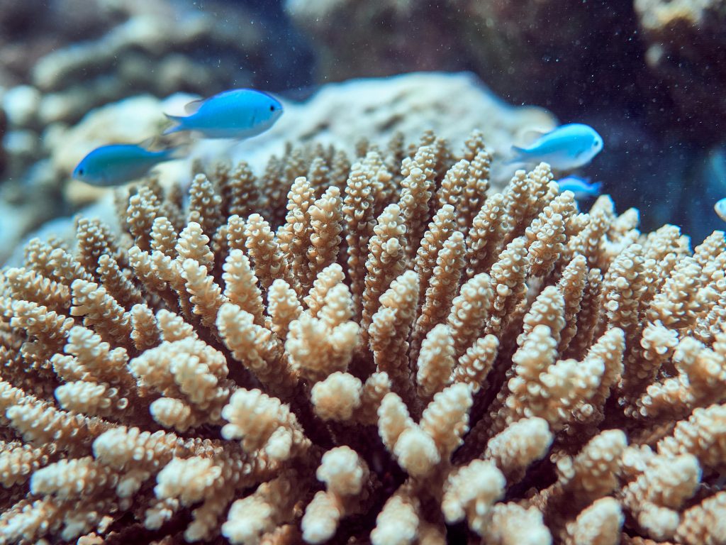 Acropora Wild
