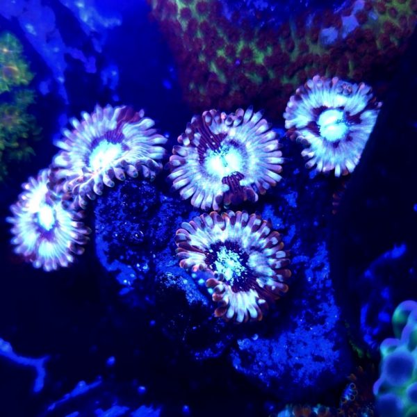 Choosing Corals For Small Reef Tanks