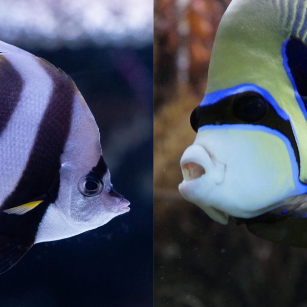 Angelfish & Butterflyfish