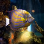 Annularis Angelfish