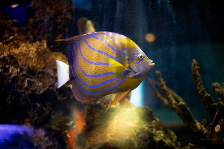 Annularis Angelfish (Pomacanthus Annularis)