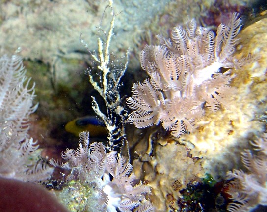 Anthelia Glauca Sharm El Sheik