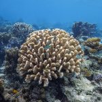 Antler Coral Pocillopora Grandis With Blue Damselfish