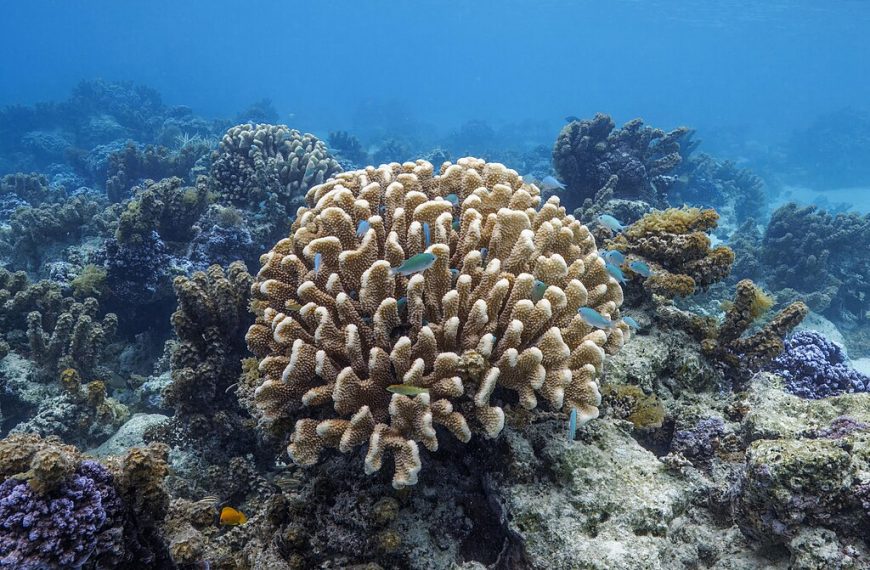 Antler Coral Pocillopora Grandis With Blue Damselfish