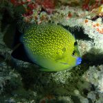 Apolemichthys Xanthopunctatus