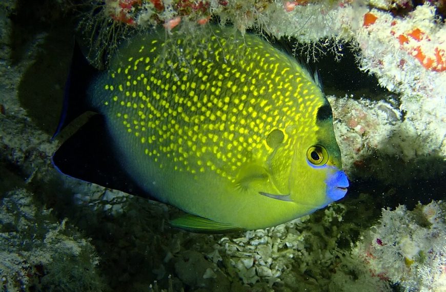 Apolemichthys Xanthopunctatus