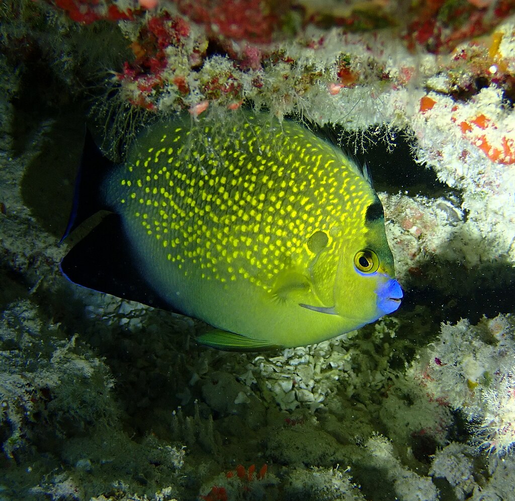 Apolemichthys Xanthopunctatus