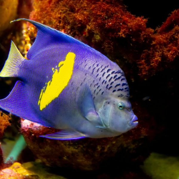 Asfur Angelfish (Pomacanthus Asfur)