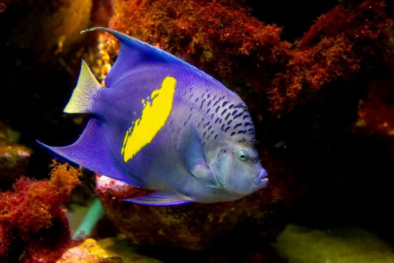 Asfur Angelfish (Pomacanthus Asfur)