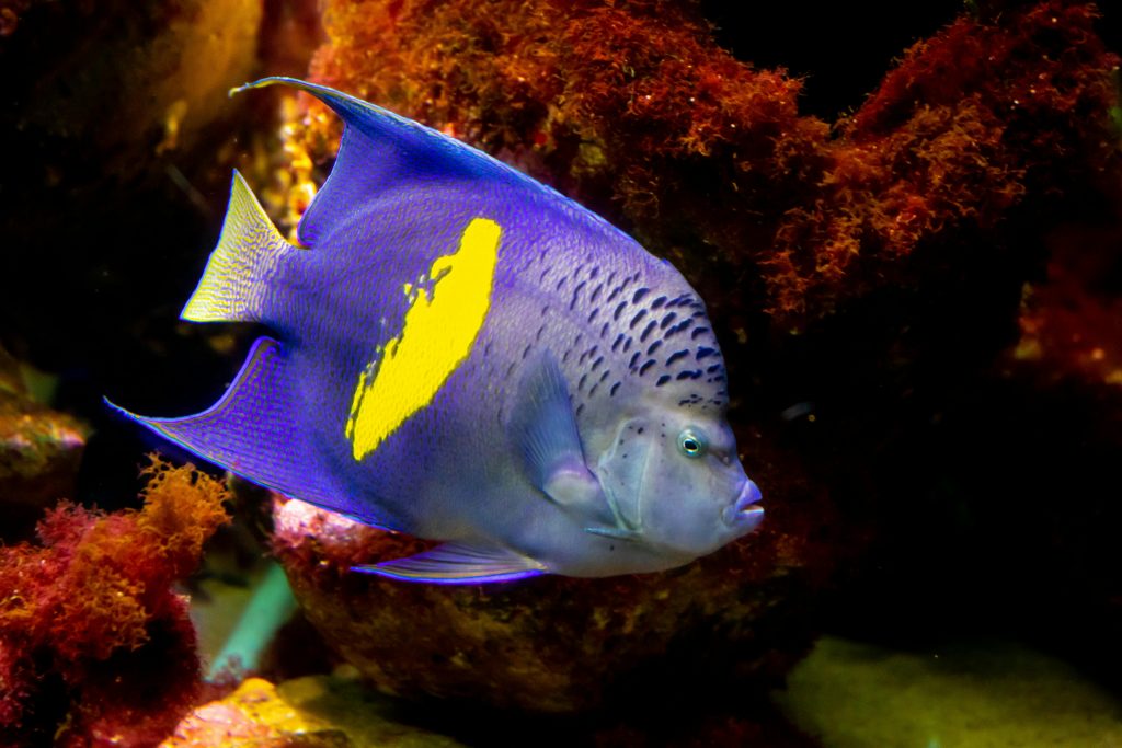 Asfur Angelfish