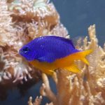 Azure Damselfish Chrysiptera Hemicyanea
