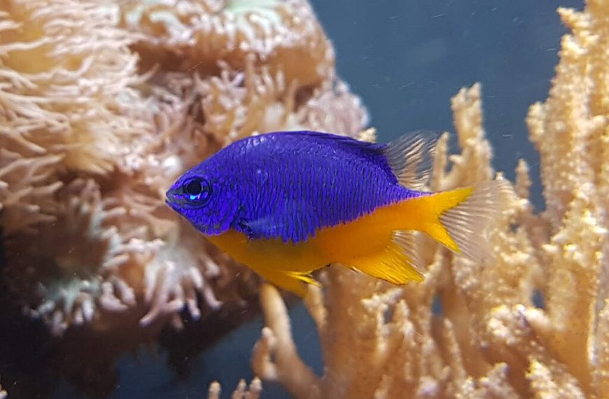 Azure Damselfish Chrysiptera Hemicyanea