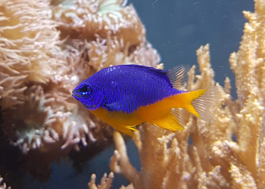 Azure Damselfish Chrysiptera Hemicyanea