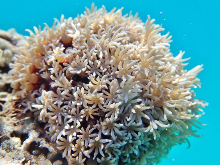 Pipe Organ Coral Care