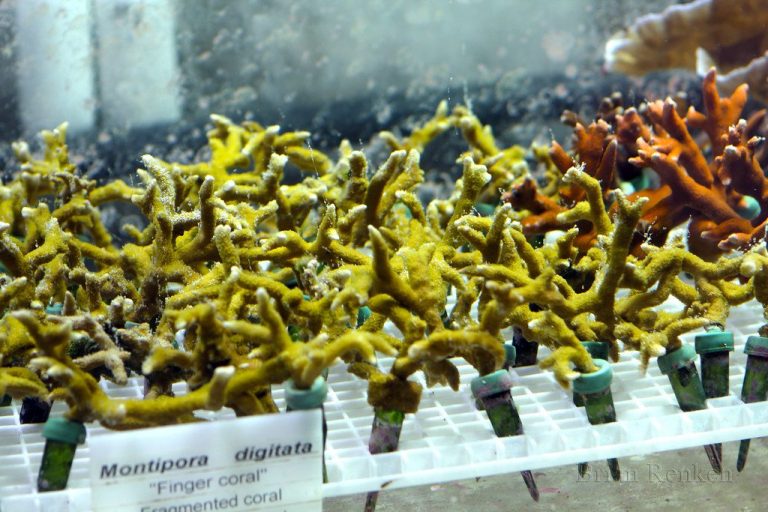 What is a Propagation Tank, and How Do Reef Hobbyists Use it to Grow&hellip;