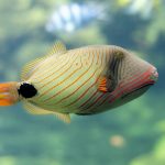 Balistapus Undulatus