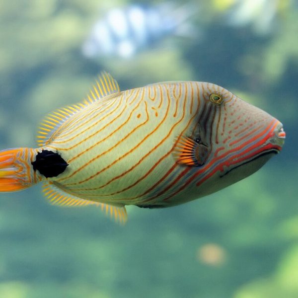 Undulated Triggerfish (Balistapus undulatus)