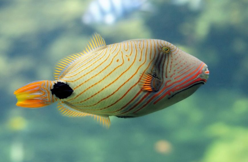 Balistapus Undulatus