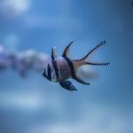 Banggai Cardinalfish