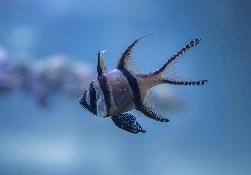 Banggai Cardinalfish