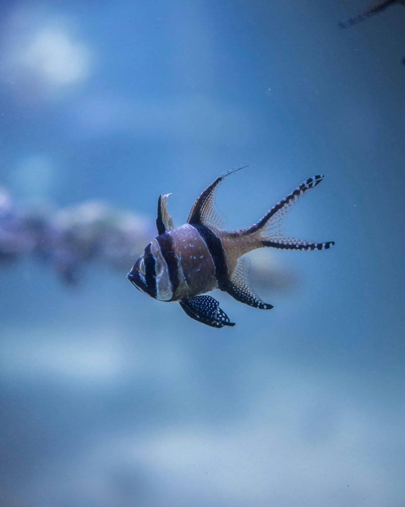 Banggai Cardinalfish