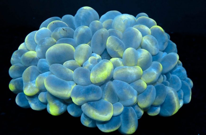 Target Feeding LPS Corals